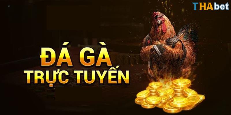 Chọi gà là hình thức giải trí nổi tiếng và đắt khách nhất Thabet